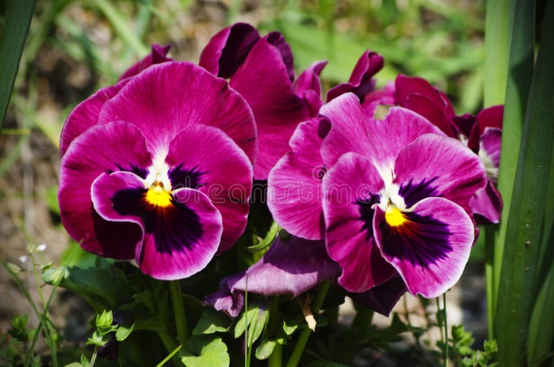 Pansy Flowers