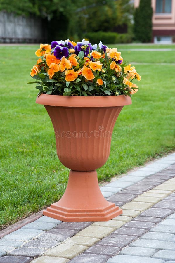 Pansy flowers in a pot at grass background royalty free stock photography Pansy flowers in a pot at grass background royalty free stock photography