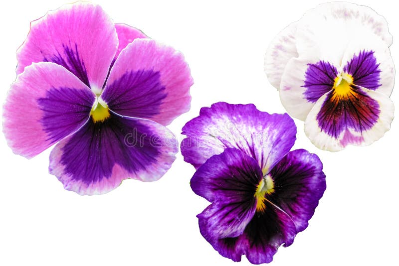 Pansy flowers set isolated on white background. Viola tricolor red blue yellow macro closeup