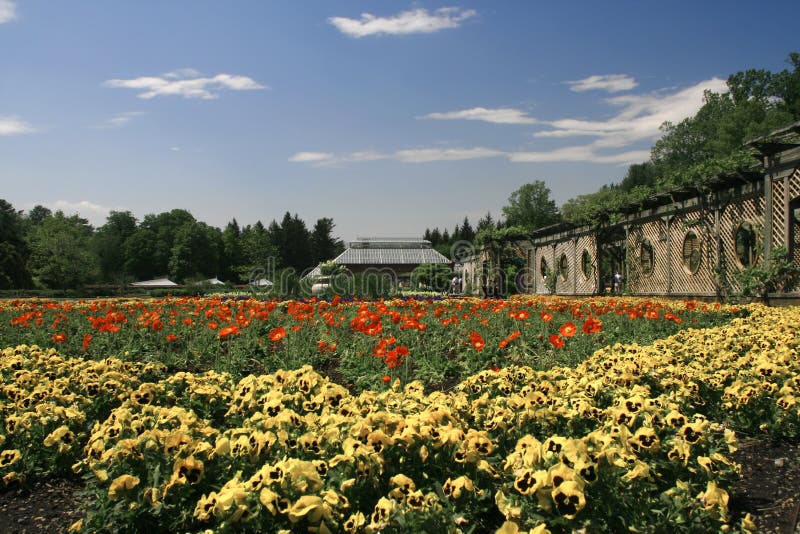 Pansy Garden editorial stock photo. Image of outdoors 5251173