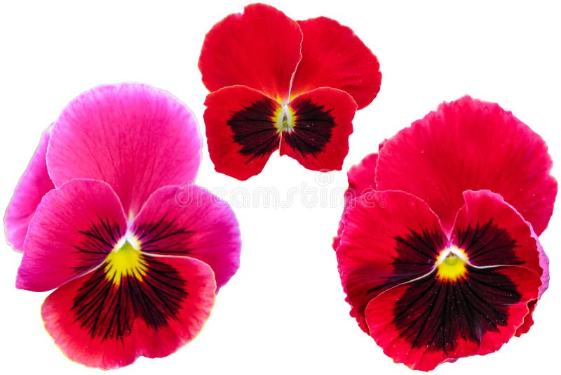 Pansy isolato su priorità bassa bianca Primo piano giallo blu rosso tricolore della viola macro immagini stock Pansy isolato su priorità bassa bianca Primo piano giallo blu rosso tricolore della viola macro immagini stock