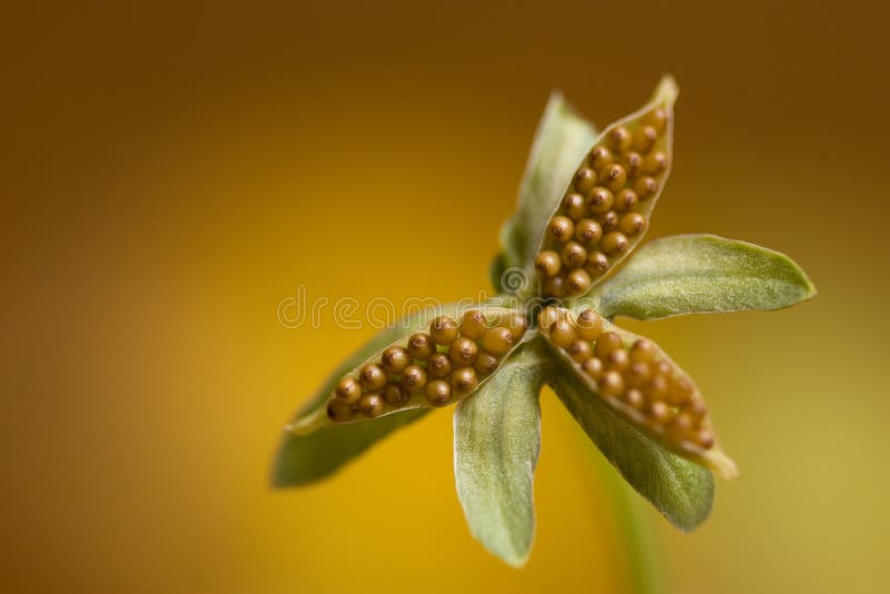 Pansy seeds