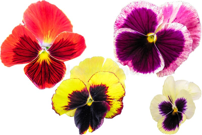 Pansy set isolated on white background. Viola tricolor red blue yellow macro closeup