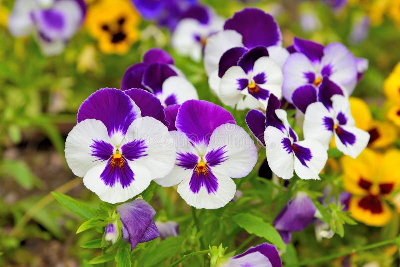 Pansy Viola flower stock photo. Image of dancing, block 112374816