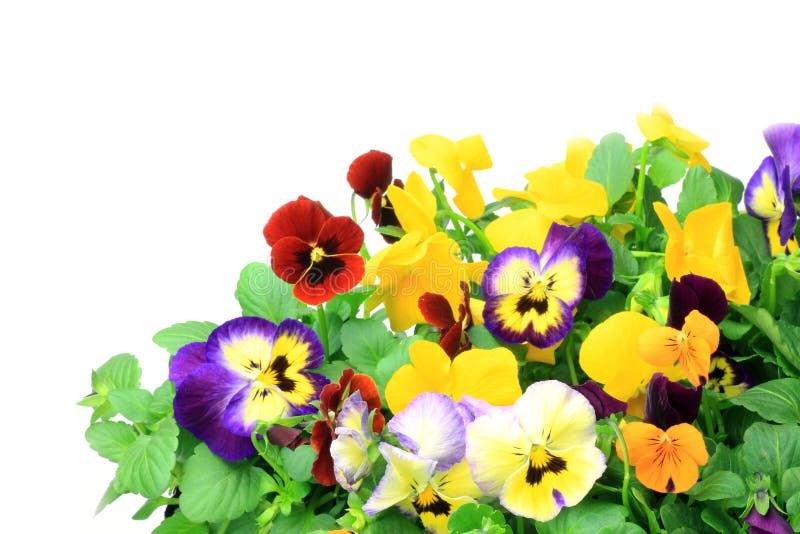 Pansy and viola stock image. Image of pansy, gardening 28106133