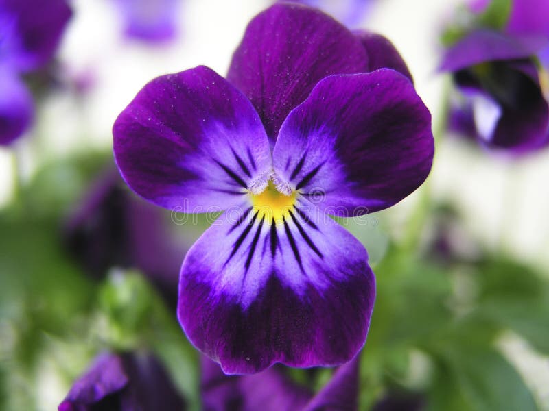 Pansy viola Pansy viola