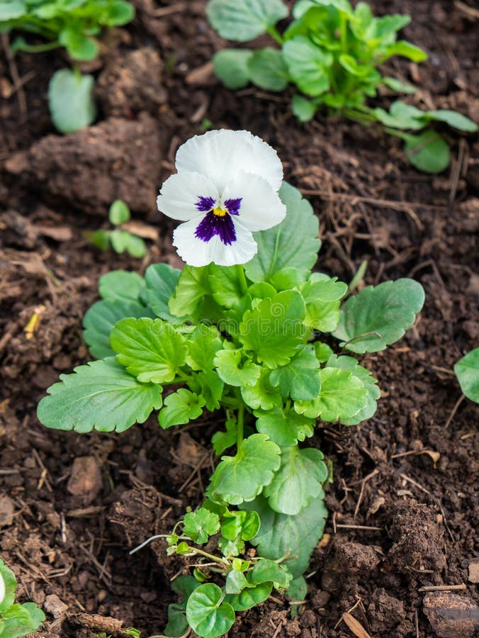 Pansy,Viola Cornuta Flower Purple and White Stock Image Image of