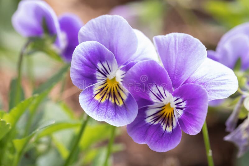 Pansy Viola Flower in Spring Garden Stock Image Image of delicate