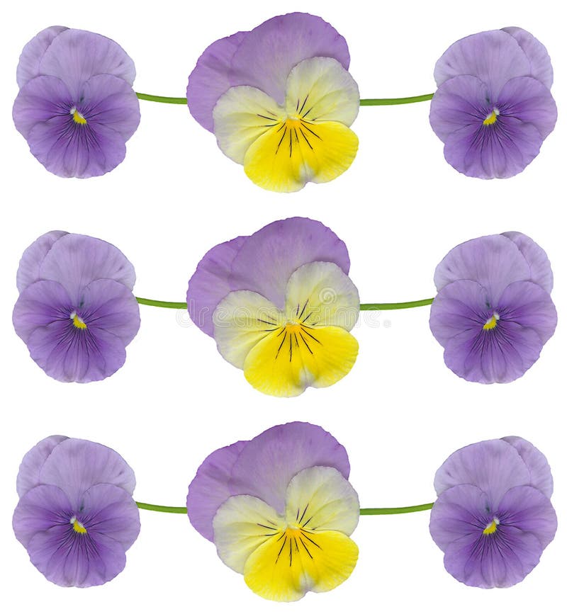 Pansy and viola flowers