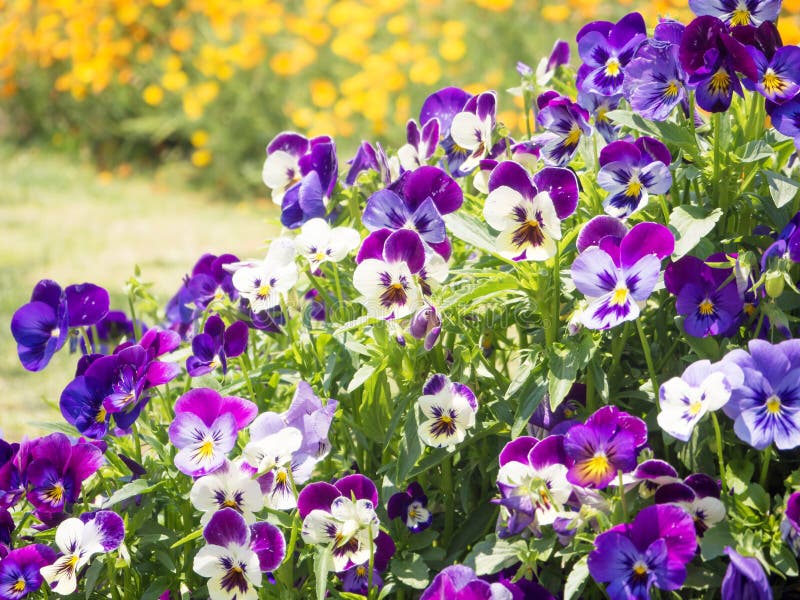 Pansy Viola Tricolor Flower Stock Image Image of nature, colorful