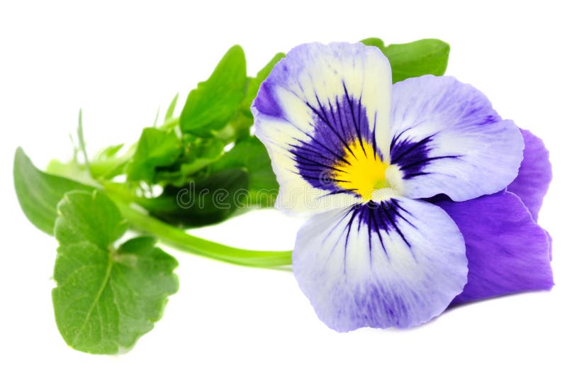 Pansy Violet