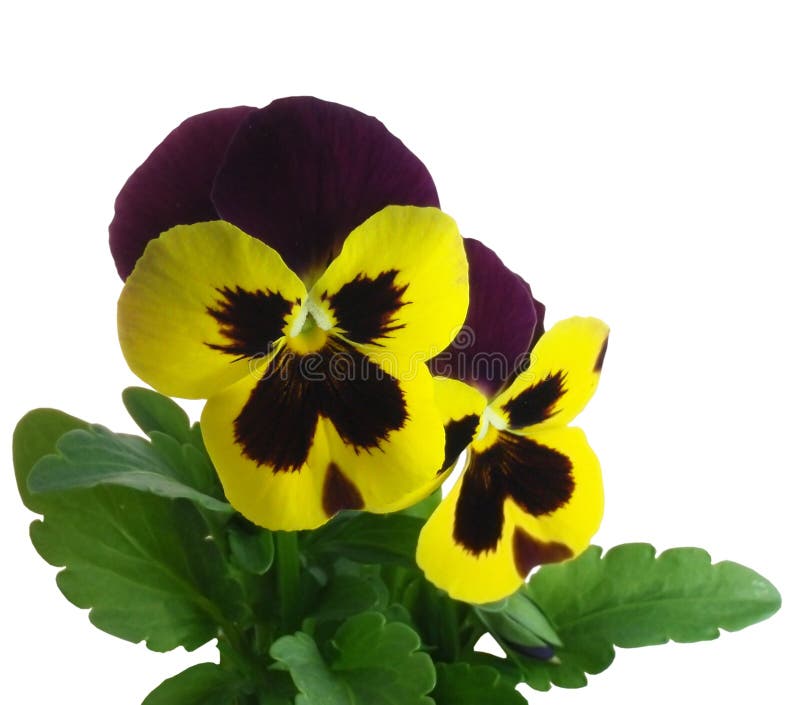 Pansy Violet Springtime Viola X Wittrockiana Royalty Free Stock Images ...