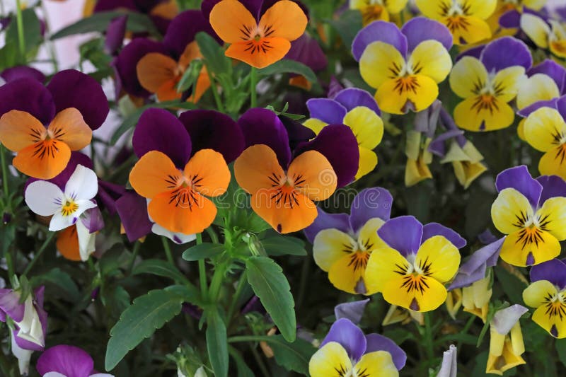 Pansy är en fantastisk blomma och dess färgkombination är utmärkt. Fina flerfärgade blommor. royaltyfria foton