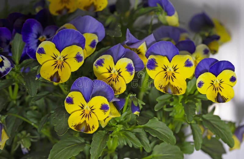 Pansy är en fantastisk blomma och dess färgkombination är utmärkt. Fina flerfärgade blommor. arkivfoto