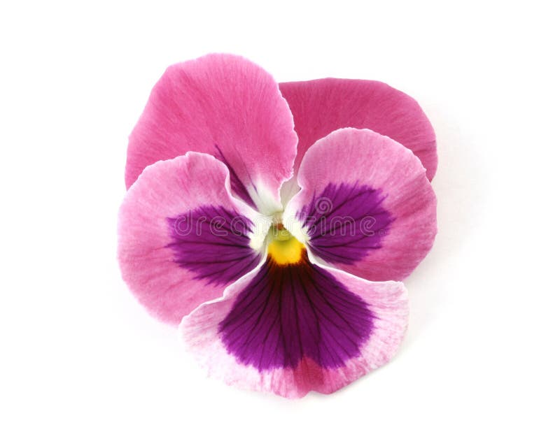 pansy ροζ στοιχείων σχεδίου στοκ φωτογραφία pansy ροζ στοιχείων σχεδίου στοκ φωτογραφία