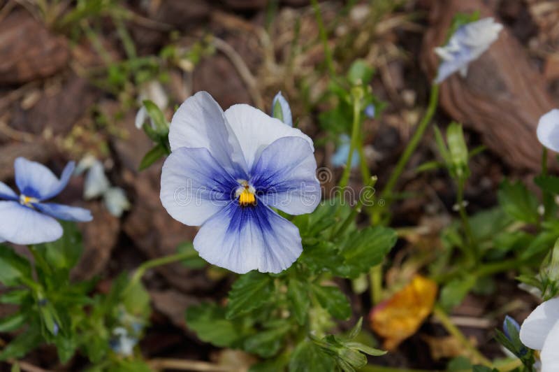 Pansy цветет яркие голубые цвета весны против сочной зеленой предпосылки стоковое фото
