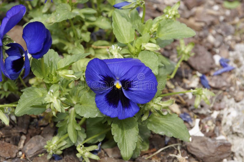 Pansy цветет яркие голубые цвета весны против сочной зеленой предпосылки стоковые фото