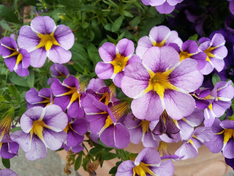 Pansy цветет яркие цвета красной весны против сочной зеленой предпосылки стоковое фото rf