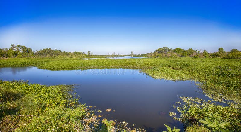 Wetlands at Circle B Bar Reserve in Lakeland, Florida. Wetlands at Circle B Bar Reserve in Lakeland, Florida