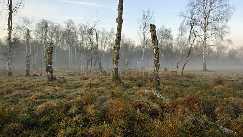 Sunrise in the foggy morning in the swamp. Sunrise in the foggy morning in the swamp