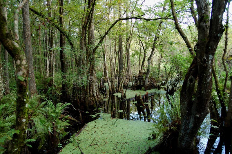 Pantano de Cypress de seis millas foto de archivo Pantano de Cypress de seis millas foto de archivo