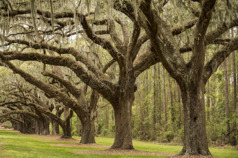 Tree boulevard in the Boone Hill plantation in Charleston SC - USA. Tree boulevard in the Boone Hill plantation in Charleston SC - USA