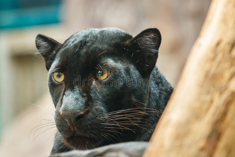 Pantera Negra, Pantera Negra Del Parque Zoológico Tailandia , Animal, Fauna  Foto de archivo - Imagen de hermoso, fondo: 79352882