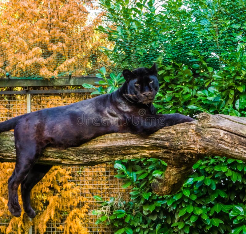 Pantera Negra Que Pone En Una Rama De árbol, Variación De La Pigmentación,  Animal Popular Del Parque Zoológico Foto de archivo - Imagen de mentira,  grande: 145960516