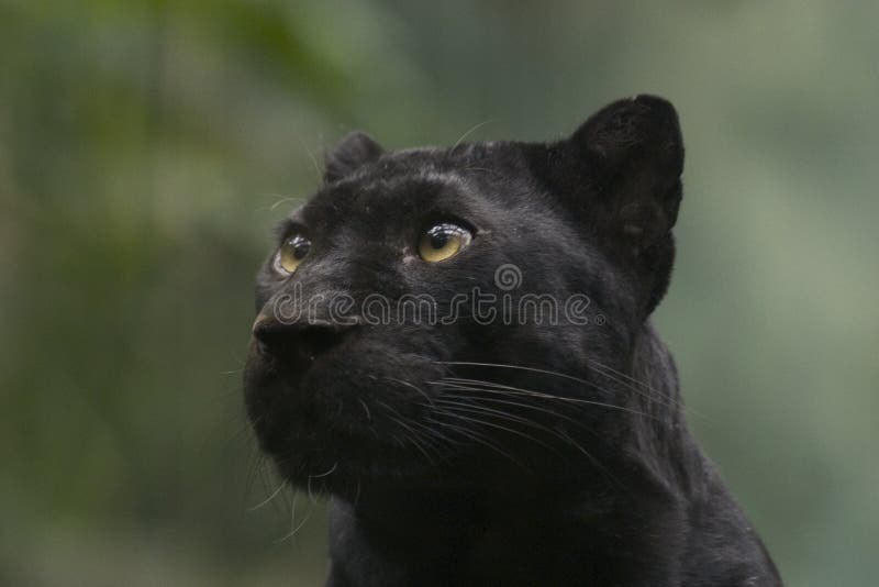 Pantera preta imagem de stock