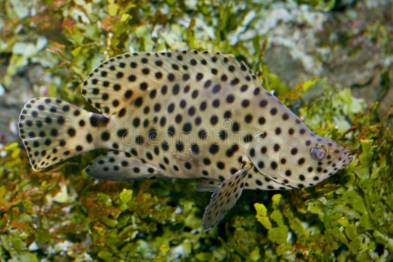 Pantervissen (Cromileptes-altivelis) royalty-vrije stock afbeelding Pantervissen (Cromileptes-altivelis) royalty-vrije stock afbeelding