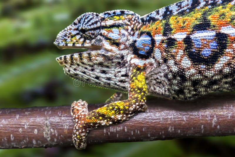 Panther chameleon, endemic reptile of Madagascar royalty free stock image Panther chameleon, endemic reptile of Madagascar royalty free stock image