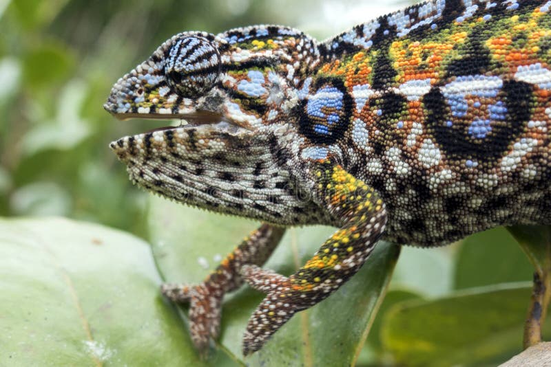 Panther chameleon, endemic reptile of Madagascar royalty free stock photo Panther chameleon, endemic reptile of Madagascar royalty free stock photo