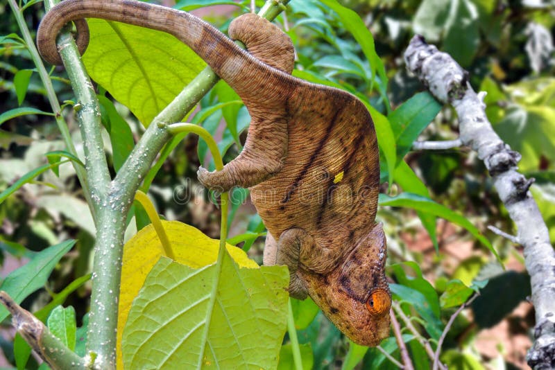 Panther Chameleon lat. Furcifer pardalis Madagascar royalty free stock photos Panther Chameleon lat. Furcifer pardalis Madagascar royalty free stock photos