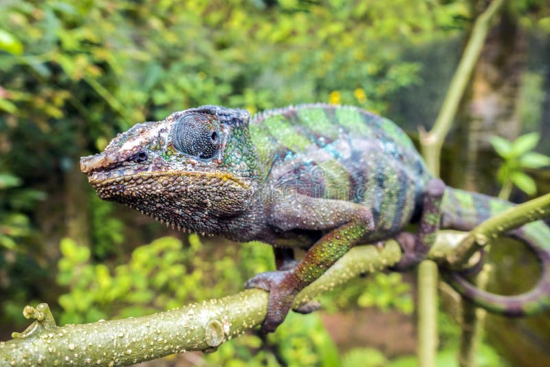 Panther Chameleon lat. Furcifer pardalis Madagascar stock images Panther Chameleon lat. Furcifer pardalis Madagascar stock images