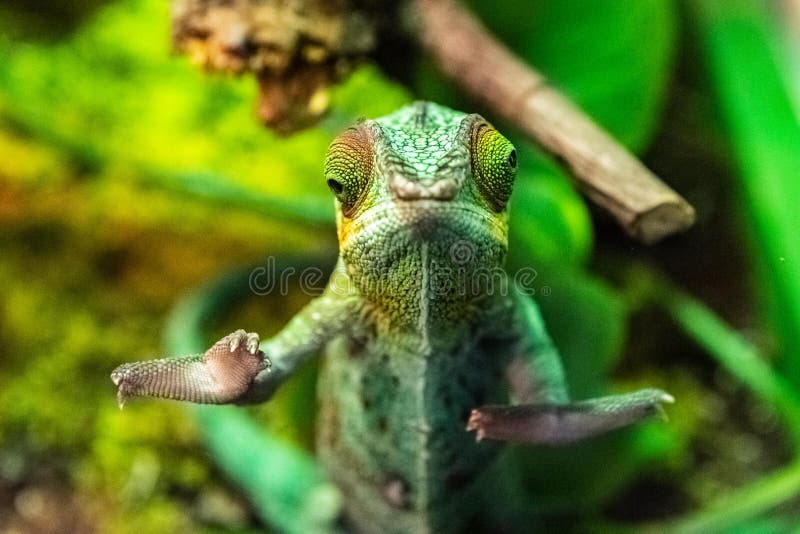 Panther Chameleon stock images Panther Chameleon stock images