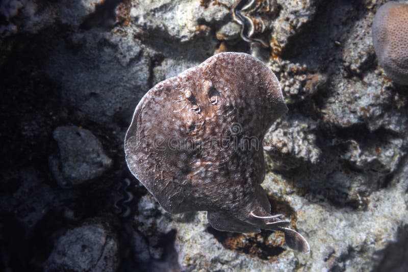 Panther Electric Ray Torpedo panthera In Red Sea, Egypt. Dangerous Underwater Animal Near Tropical Coral Reef. Close Up Of Leopard Ray Back In Nature. Indo-Pacific Ocean Fish. Diving Photography