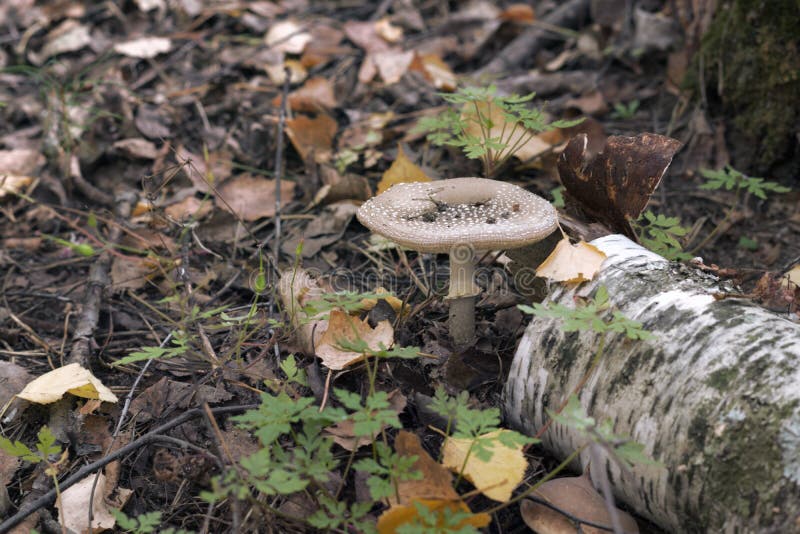 Panther-Kappe ein Pilz mit geknitterter beschmutzter brauner flacher Kappe lizenzfreie stockfotos Panther-Kappe ein Pilz mit geknitterter beschmutzter brauner flacher Kappe lizenzfreie stockfotos