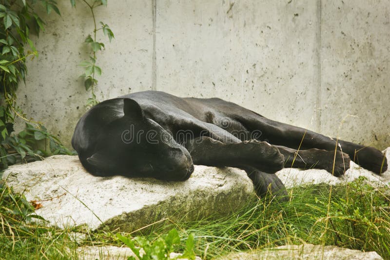 189 Sleeping Black Panther Stock Photos Free & RoyaltyFree Stock