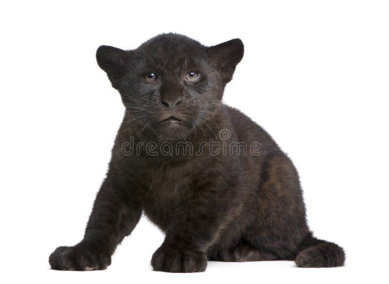 panthera d'onca de 2 d'animal mois de jaguar photos stock panthera d'onca de 2 d'animal mois de jaguar photos stock