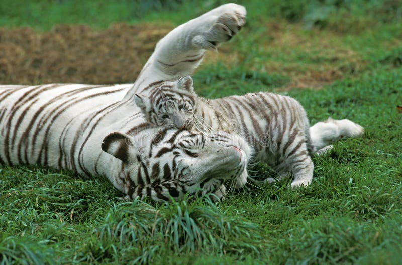 Panthera der Tigris TIGRE BLANC lizenzfreie stockfotos