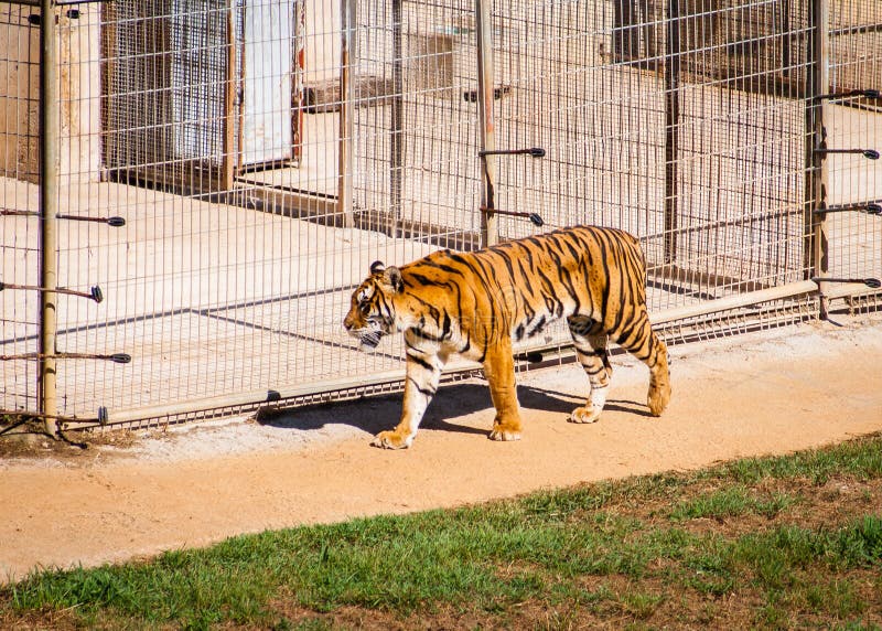 Panthera hermoso el Tigris del tigre que camina con una jaula grande en el fondo imagenes de archivo Panthera hermoso el Tigris del tigre que camina con una jaula grande en el fondo imagenes de archivo