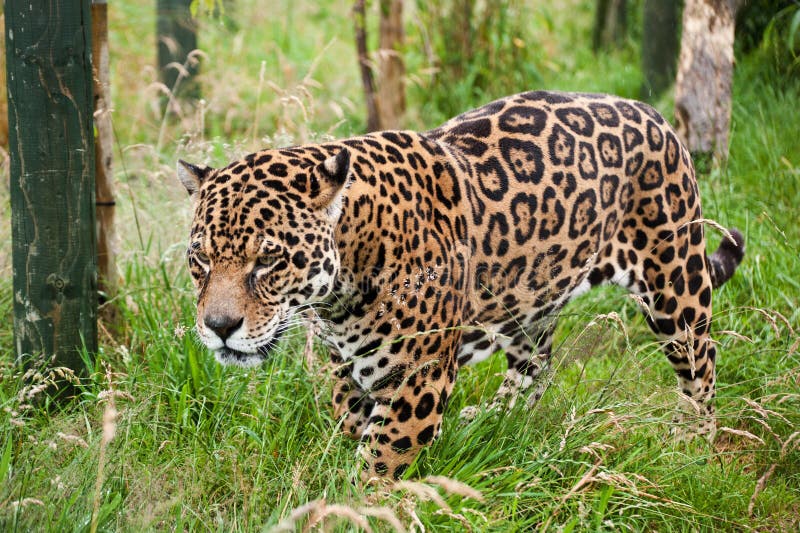 Panthera imponente Onca del jaguar que ronda foto de archivo libre de regalías Panthera imponente Onca del jaguar que ronda foto de archivo libre de regalías