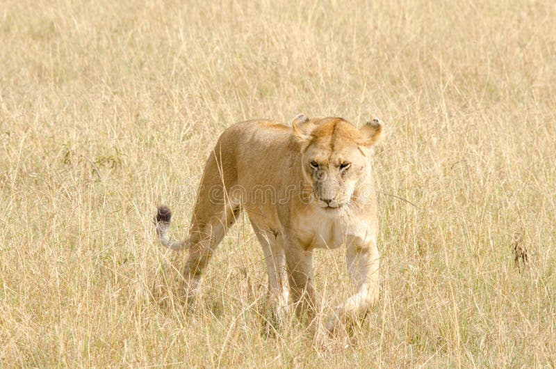 Panthera Leo della leonessa fotografie stock Panthera Leo della leonessa fotografie stock
