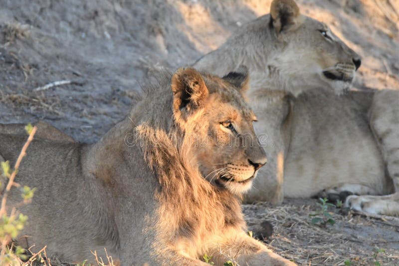 Panthera Leo Macho, León Joven De áfrica, Con Su Hermana Foto de archivo -  Imagen de melena, bestia: 234354822