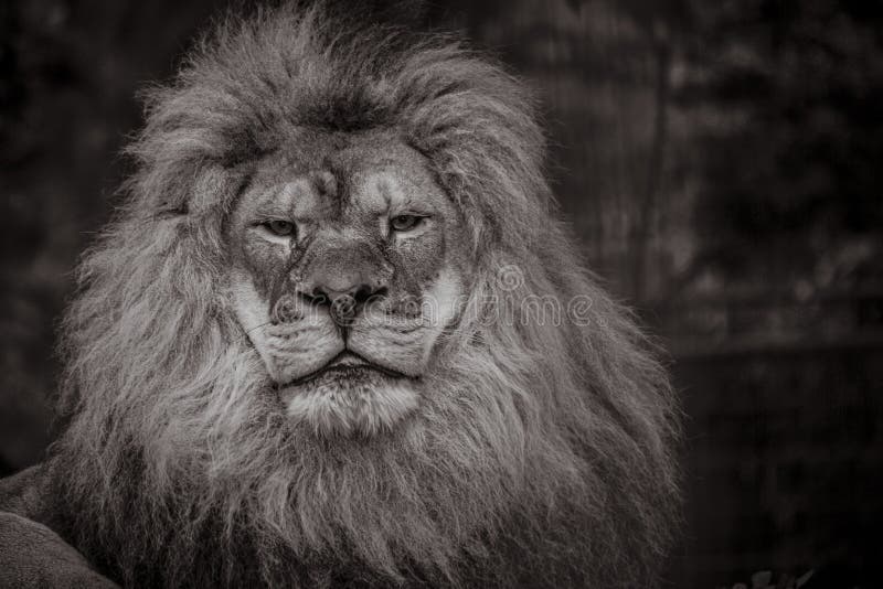 Lion Monochromatic Stock Photos - Free & Royalty-Free Stock Photos from  Dreamstime