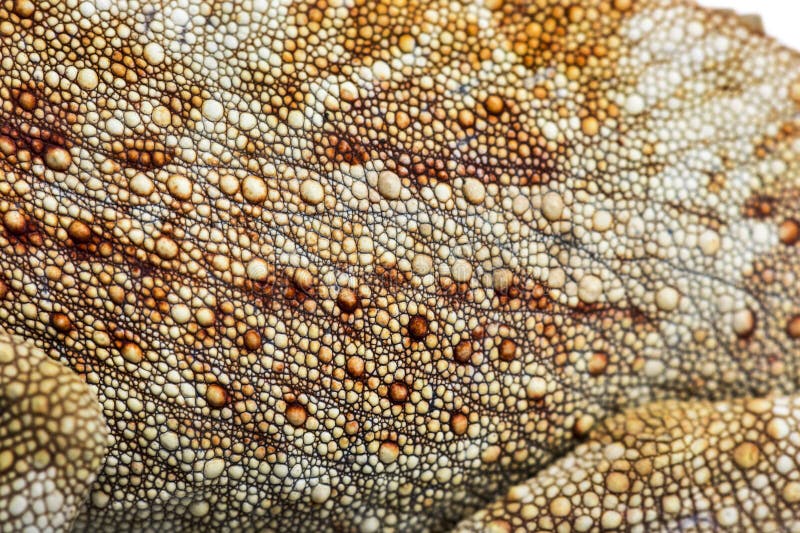Pantherchamäleon, Furcifer-pardalis vor Weiß stockfoto Pantherchamäleon, Furcifer-pardalis vor Weiß stockfoto
