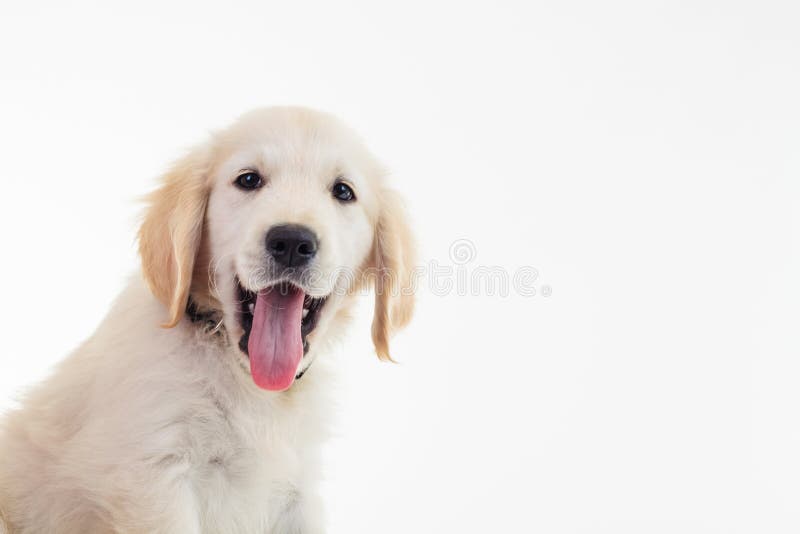 Panting golden labrador retriever puppy with mouth open