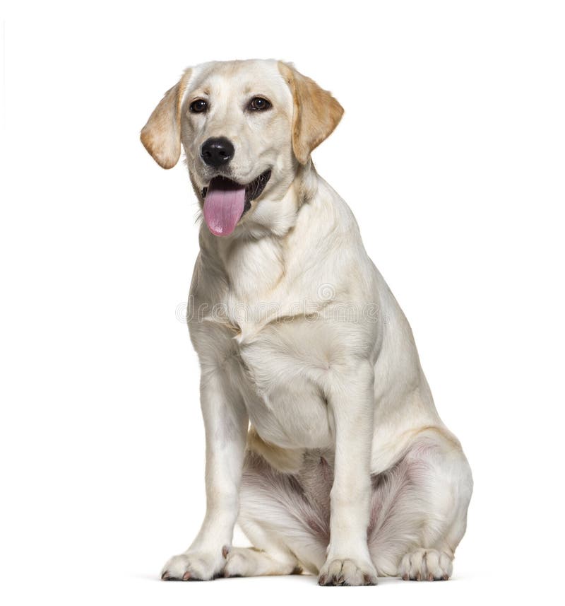 Panting Labrador Retriever Puppy Dog Lying Down Stock Photo Image of