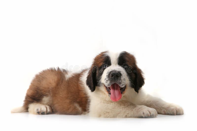 Panting Saint Bernard Puppy Lying on His Stomach stock photos Panting Saint Bernard Puppy Lying on His Stomach stock photos