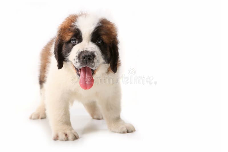 st bernard puppy